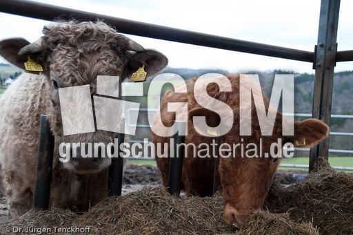 Hausrind (170 von 174).jpg